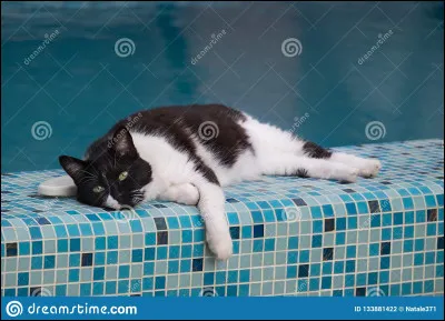 Tout les chats détestent l'eau.