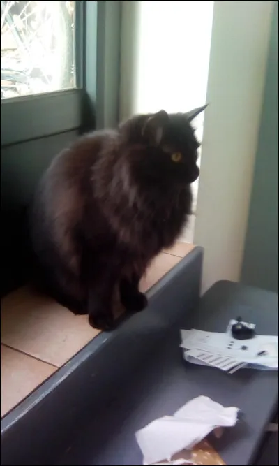 Le chat est un félin.