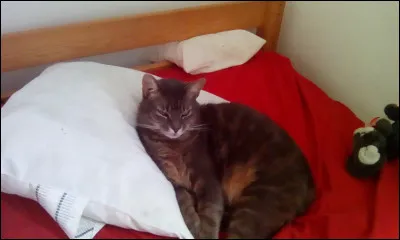 Le chat peut manger de la salade.