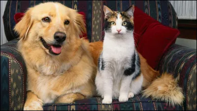 Le chat peut vivre avec un chien sans se disputer.