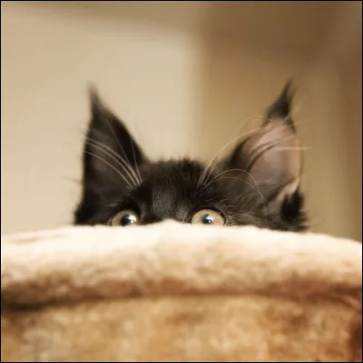 Le chat n'a peur de rien.