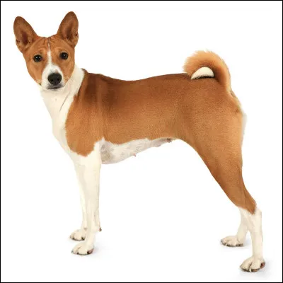 Quelle est la particularité du basenji ?