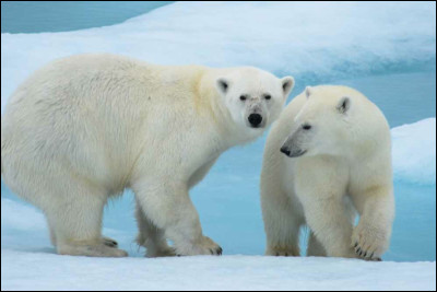 Pour commencer, quelle est la date de la journée internationale des ours polaires ?