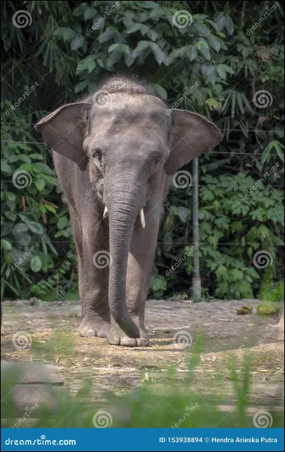 Quelles différences y a-t-il entre l'éléphant d'Afrique et l'éléphant d'Asie ?