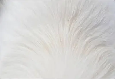 Lorsqu'il est blanc, il est extrêmement rare.