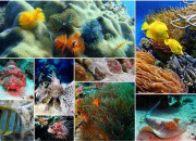 Quiz Quelques poissons et mammifères marins