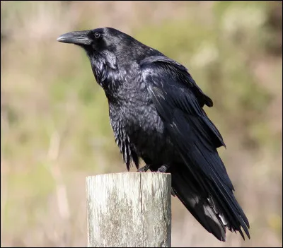 Et quel est ton défaut principal ?