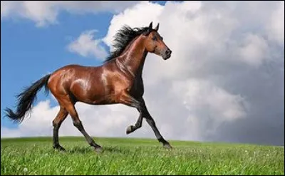 Quelle est la robe de ce cheval ?