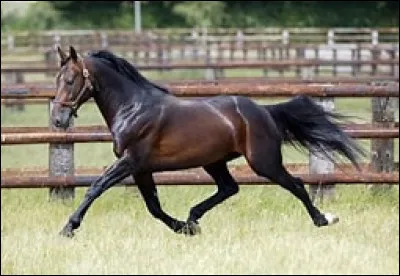 À quelle allure va ce cheval ?