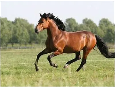 À quelle allure va ce cheval ?