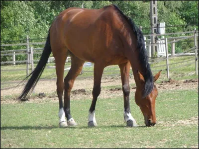 Quelle est cette robe ?