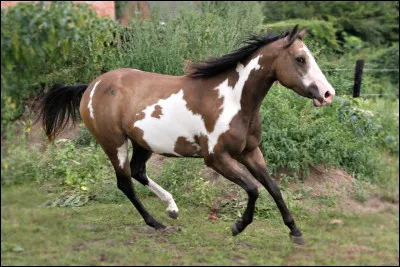 Quelle est cette robe ?
