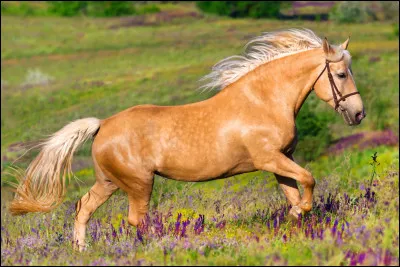 Quelle est cette robe, notamment reconnue sur les chevaux de race haflinger ou jutland ?