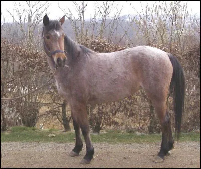 Une petite dernière, plus souvent retrouvée sur les chevaux de trait !