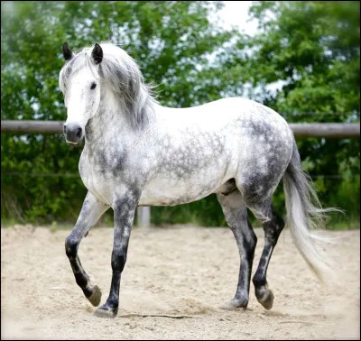 Quelle est cette robe ?