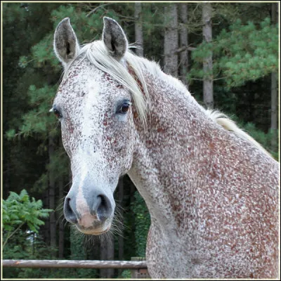 Et celle-ci, c'est...