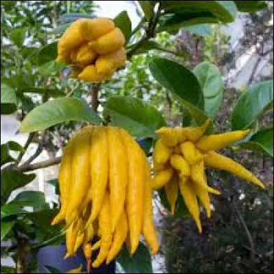 La main de bouddha est un l&eacute;gume.