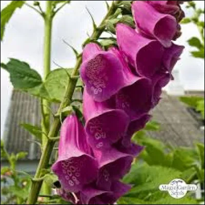 La digitale pourpre est une plante hautement toxique pour l'&ecirc;tre humain.