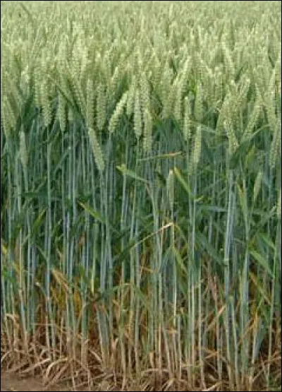 Comment s'appelait, principalement dans le nord de la France aux XVIIIe et XIXe si&egrave;cles, un marchand de bl&eacute; ou de grains ?