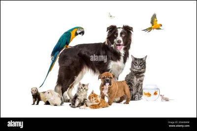 Quel est ton animal préféré ?