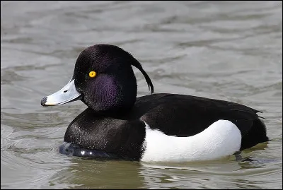 Quel champignon est aussi appelé morchellon ?
