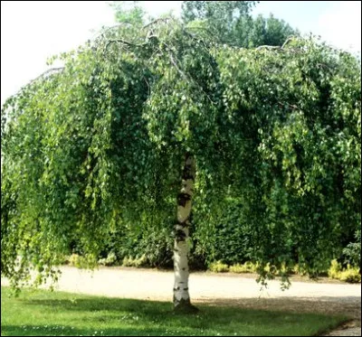 Quelle définition ne correspond pas au mot botte ?