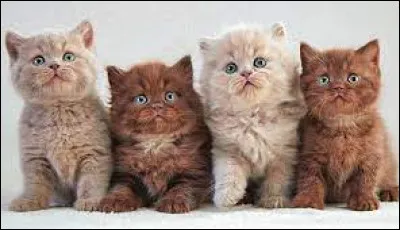 De quelle couleur sont tes poils ?