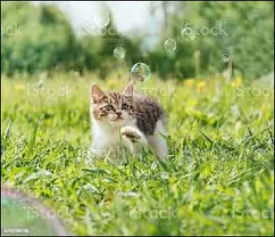 Même chose que la question précédente mais pour l'indépendance.
Es-tu beaucoup indépendant ?
(Le chiffre le plus petit veut dire que tu n'es pas beaucoup indépendant.)