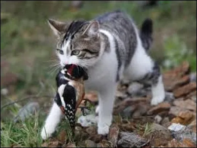 As-tu des formes sur ton pelage ?