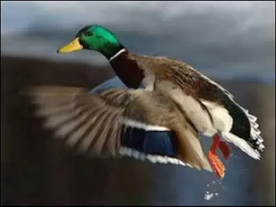 Qui chantait "Le Chasseur" ?