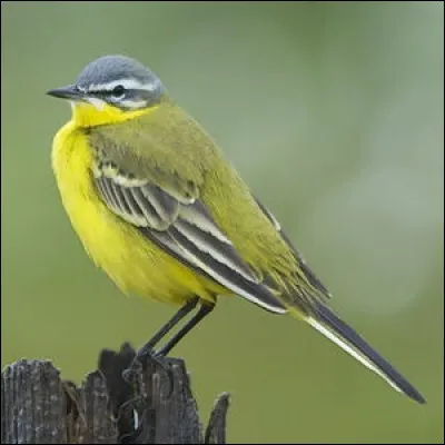 Animaux : Comment s'appelle cet oiseau qui appartient à l'ordre des passereaux ?