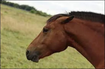 Ce cheval peut-il être abordé en toute sécurité ?