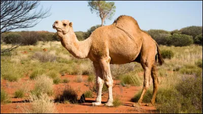 C'est un chameau ou un dromadaire ?