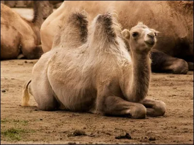 C'est un chameau ou un dromadaire ?