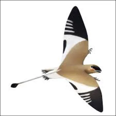 Finissons avec les ptérosaures. Celui-ci est de la famille des dimorphodontiae, c'est un...