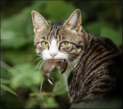 Mets-toi dans la peau dun chat, tes proies favorites sont :