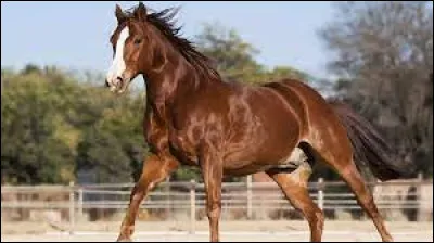 Dans quelle ensemble il y a une race de poney ?