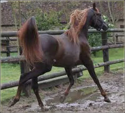 Quelle est la robe exacte du cheval ?