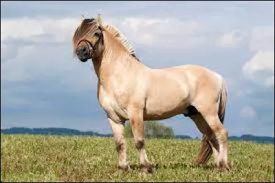 Quelle est cette race ?