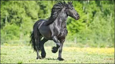 Quelle est cette race ?