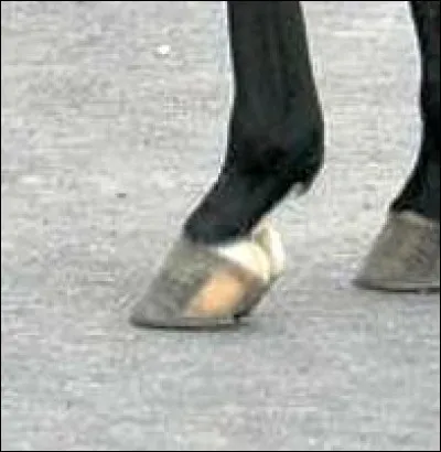 Comment se nomme cette trace ?