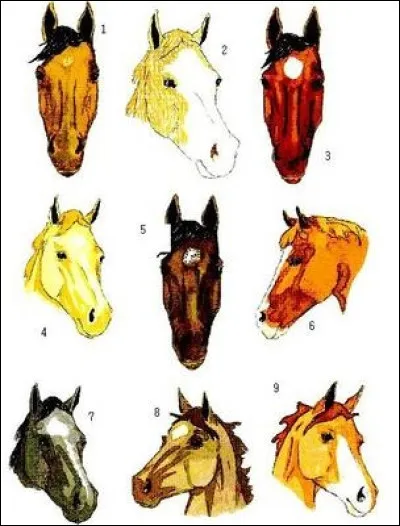 Comment s'appelle la marque n&deg;6 ?