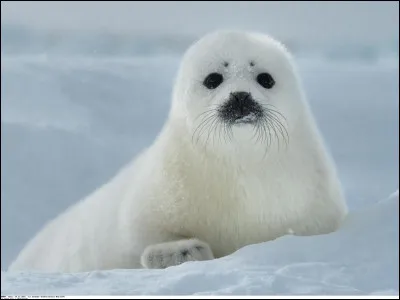 Parmi ceux-ci, quel animal préfères-tu ?