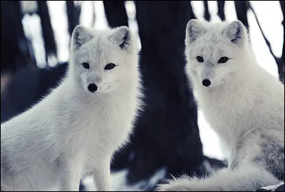 Eux aussi ont plusieurs appellations, cet animal peut être appelé arctique, polaire, des neiges ou bleu, mais il en reste une qui vous donne le bon mot ci-dessous !