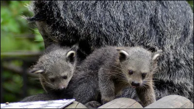 Il est asiatique et il fait partie de la famille des viverridés, comme la civette ou la genette !