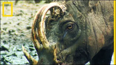 Endémique de l'île de Célèbes et des îles avoisinantes, il est très difficile à apercevoir !
