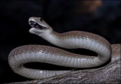 Identifiez ce redoutable serpent venimeux, et vous trouverez le mot ...