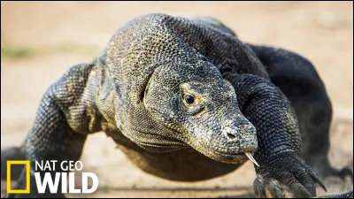 Depuis des millénaires, il survit sur quelques îles !
