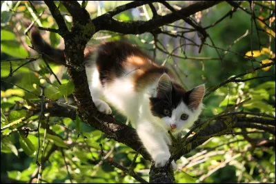 Suite à une bataille, ton chef perd sa dernière vie. Le nouveau chef, Étoile du Ciel, te choisit comme lieutenant(e).