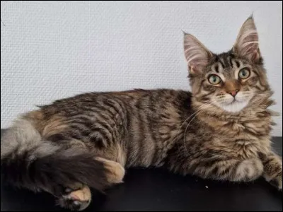 Dans la nuit, tu te réveilles soudain. Alors que tu allais te rendormir, tu entends un cri. Que fais-tu ?